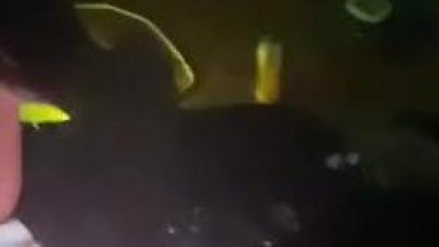 Quay lén hàng xóm