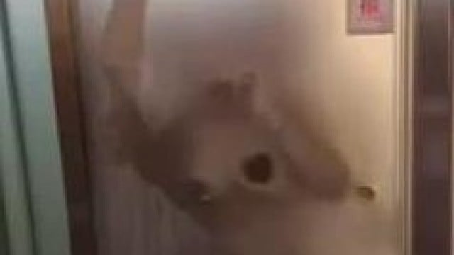 Địt em vú to trong nhà tắm rên rỉ la làng lên !